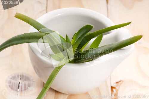 Image of Aloe vera - herbal medicine 