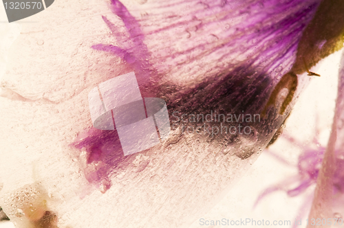 Image of Frozen flowers. blossoms in the ice cube