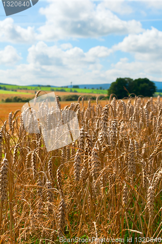 Image of Agricultural Field