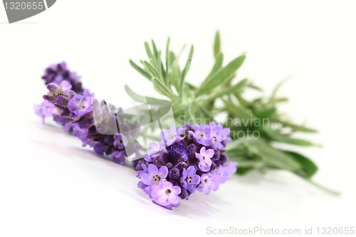 Image of Lavender