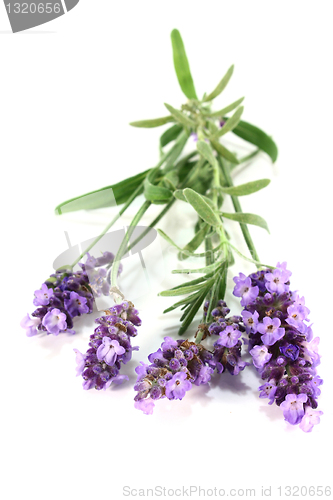 Image of Lavender