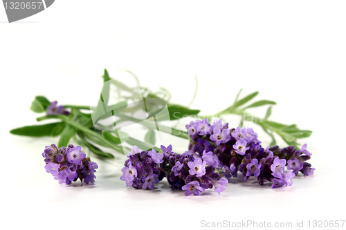 Image of Lavender