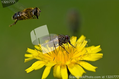 Image of Fly notice the runway occupied