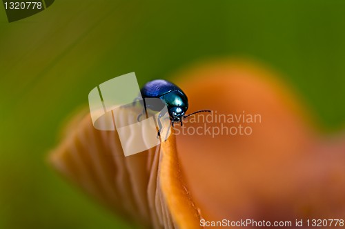 Image of Blue beetle on mushroom