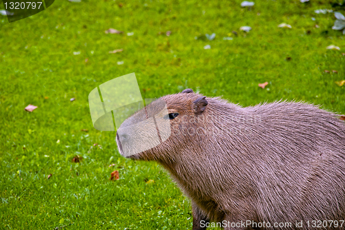 Image of Capybara