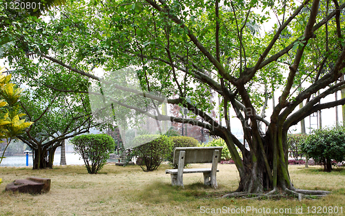 Image of Bench under the tree 