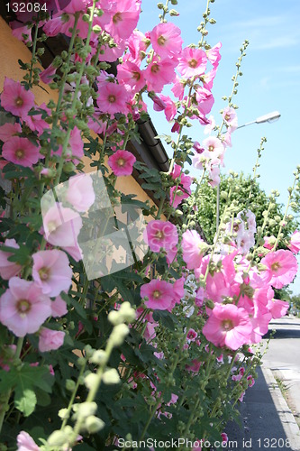 Image of Hollyhocks