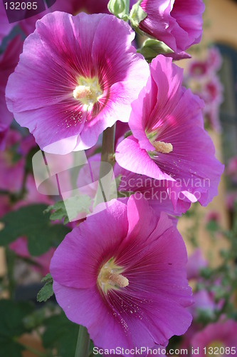 Image of  Beautiful pink hollyhocks