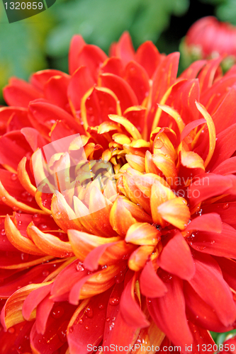 Image of red flower background