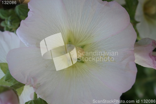 Image of Isolated white hollyhocks