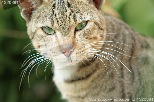 Image of Cat laying looking into camera