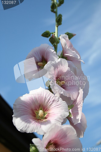 Image of Blue sky as background to this  marvellous hollyhocks