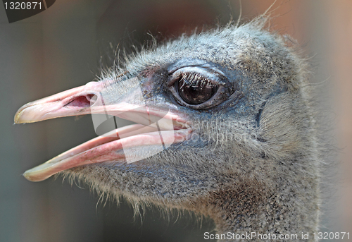 Image of close-up on a ostrich's head