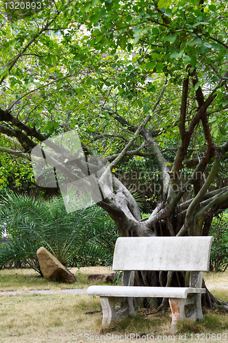 Image of Bench under the tree 