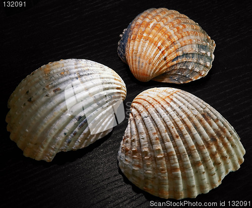 Image of shell