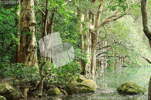 Image of tree in water