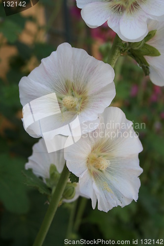 Image of White beautiful hollyhocks