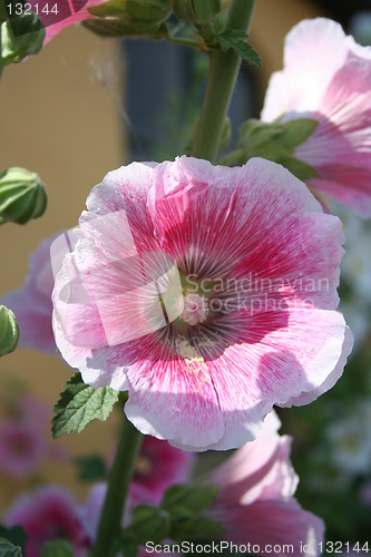Image of Lovely hollyhock