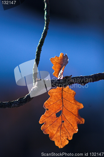 Image of Falling leaf