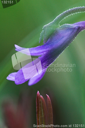 Image of Blue flower