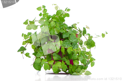 Image of Houseplant