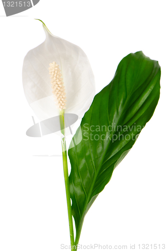Image of Beautiful white anturio flower