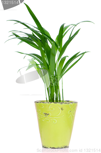Image of Houseplant