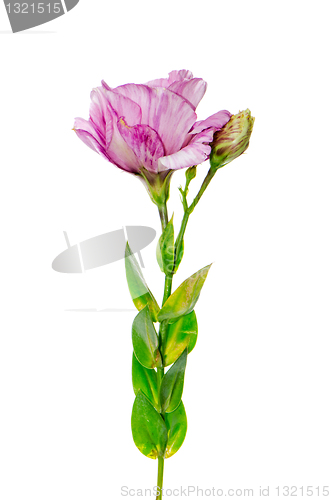 Image of Beautiful pink flower