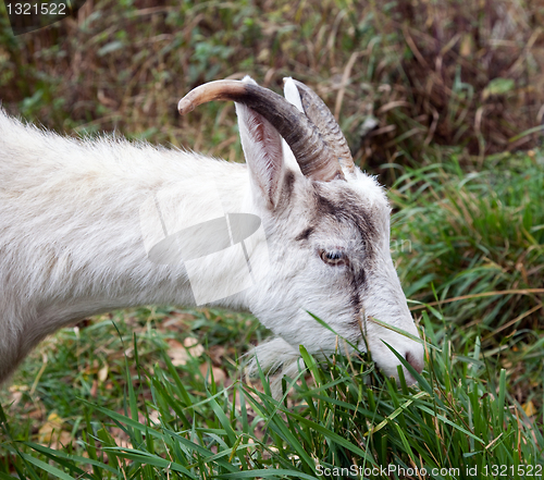 Image of Goat nibbling grass