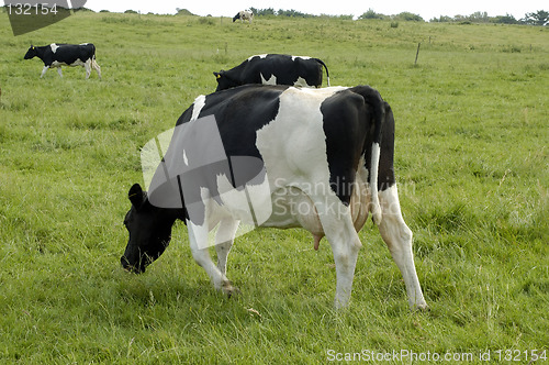 Image of cows