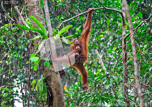 Image of orangutang in action
