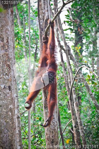 Image of orangutang in action