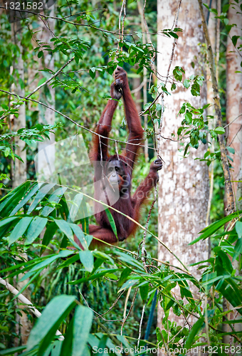 Image of orangutang in rainforest