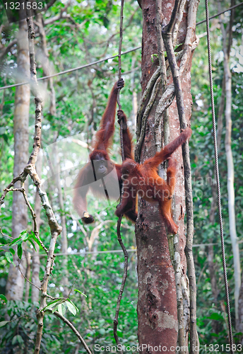 Image of orangutang in rainforest