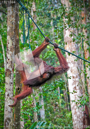 Image of orangutang in action