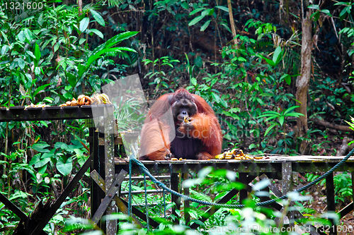 Image of big male of orangutan