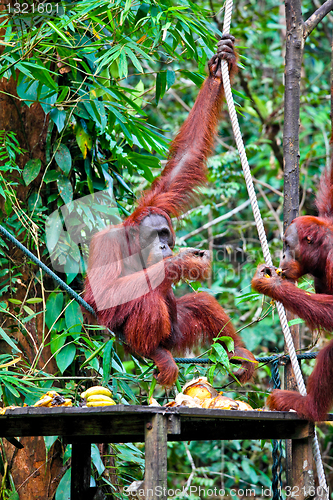 Image of orangutang in rainforest