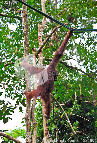 Image of orangutang in action