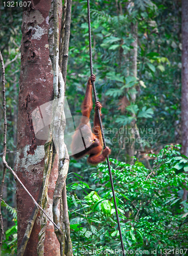 Image of orangutang in rainforest