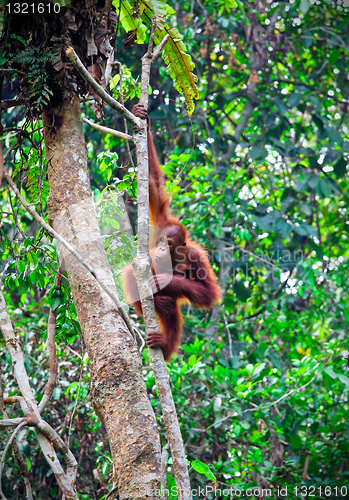 Image of orangutang in rainforest