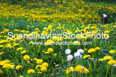 Image of Dandelions