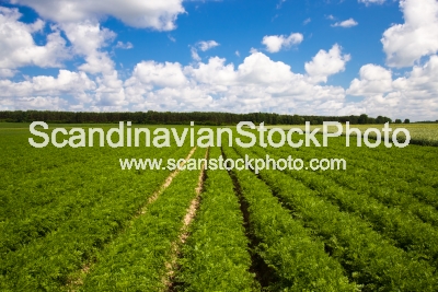 Image of field of carrots