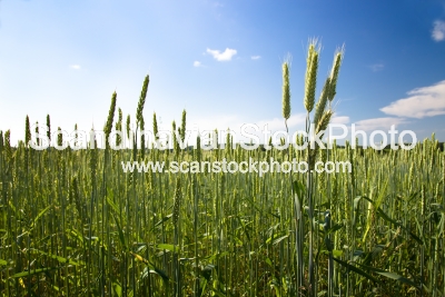 Image of agricultural field