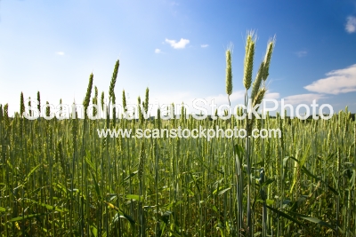 Image of agricultural field