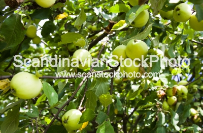 Image of Apple-tree