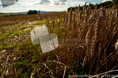 Image of Rural Landscape