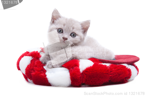 Image of British kitten in red hat