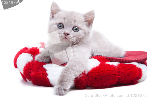 Image of British kitten in red hat