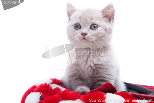 Image of British kitten in red hat