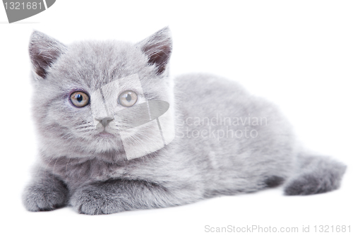 Image of gray British kitten